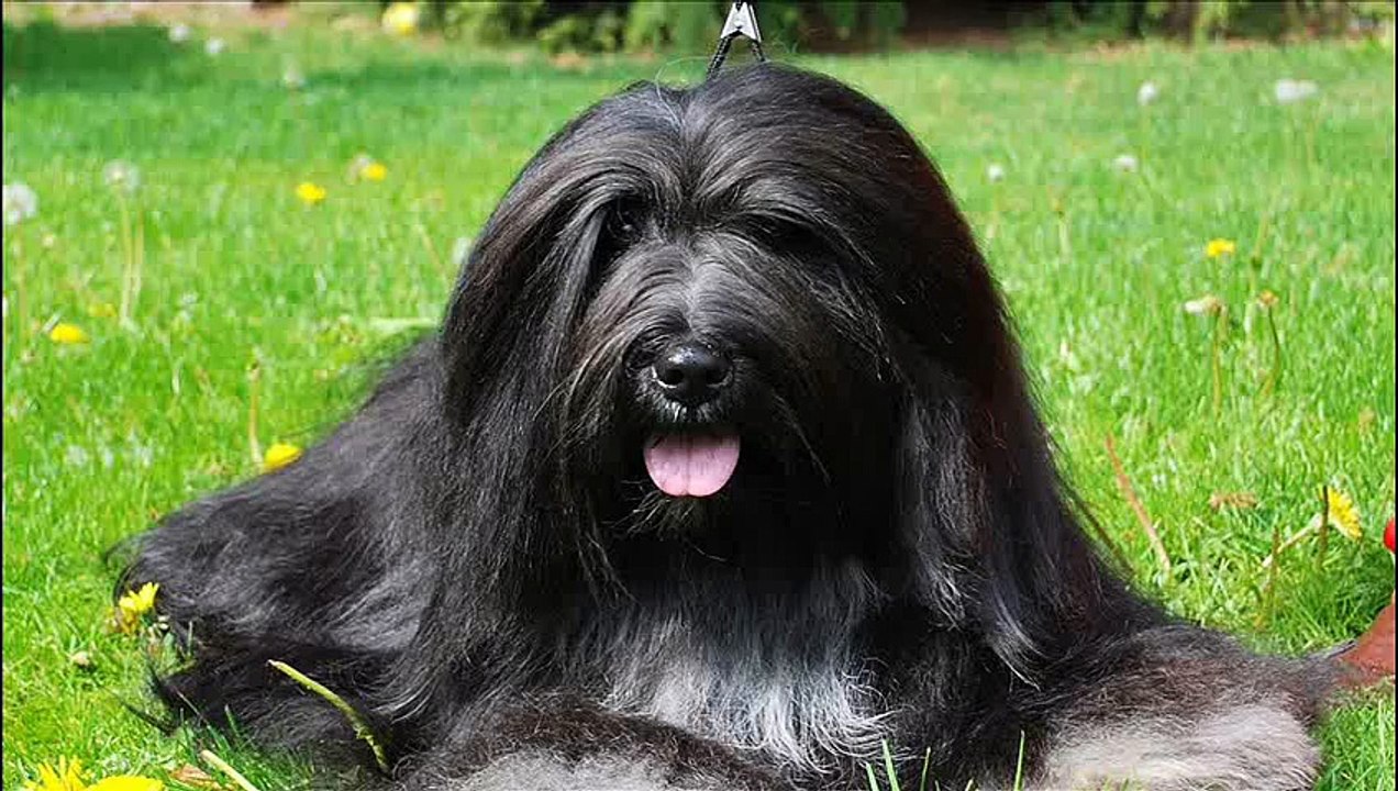 Bearded Collie -  Herding breed of dog
