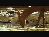 ciervos comiendo algas - Luis Miguel Dominguez Avatar