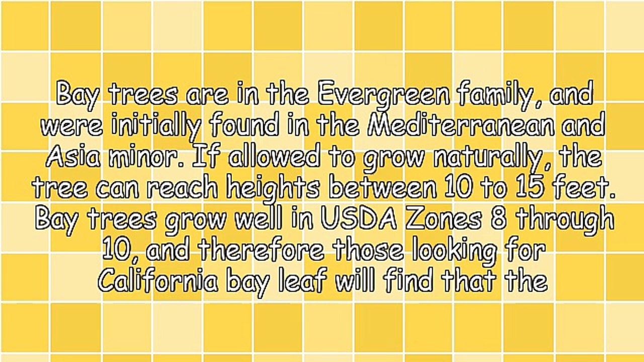 The California Bay Leaf Is One Of The World's Oldest Spices
