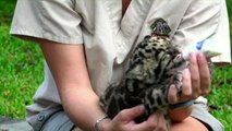 Conheça Mogli, o bebê leopardo