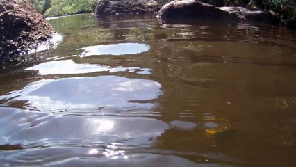 Rio Puruba, Natureza Selvagem, Rio Quiririm, Ubatuba, SP, Brasil, Marcelo Ambrogi, 24 de abril de 2015, (38)