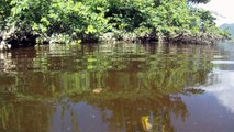 Rio Puruba, Natureza Selvagem, Rio Quiririm, Ubatuba, SP, Brasil, Marcelo Ambrogi, 24 de abril de 2015, (46)