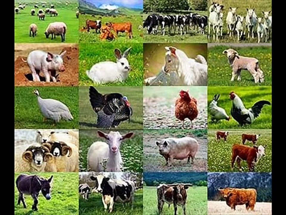 Morrisey The Smiths - Meat is murder