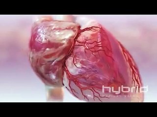 hybrid heart with blood flow