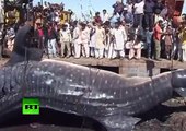 Pesca sorpresa en Pakistán: hallan muerto un tiburón ballena de 12 metros
