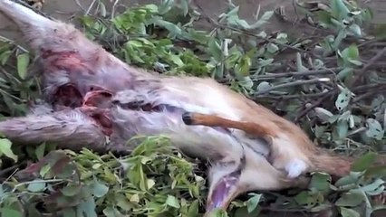 Hadzabe, la última tribu cazadora y recolectora de África 1