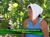 Cultivo do cajueiro muda a vida de pequenos agricultores do Piauí