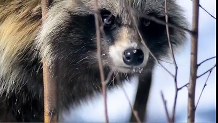 Енотовидная собака. Голос. Raccoon dog. Voice.