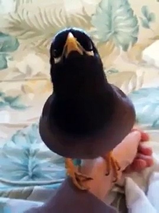 bird