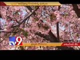 Cherry Blossom Festival in Washington D.C -USA