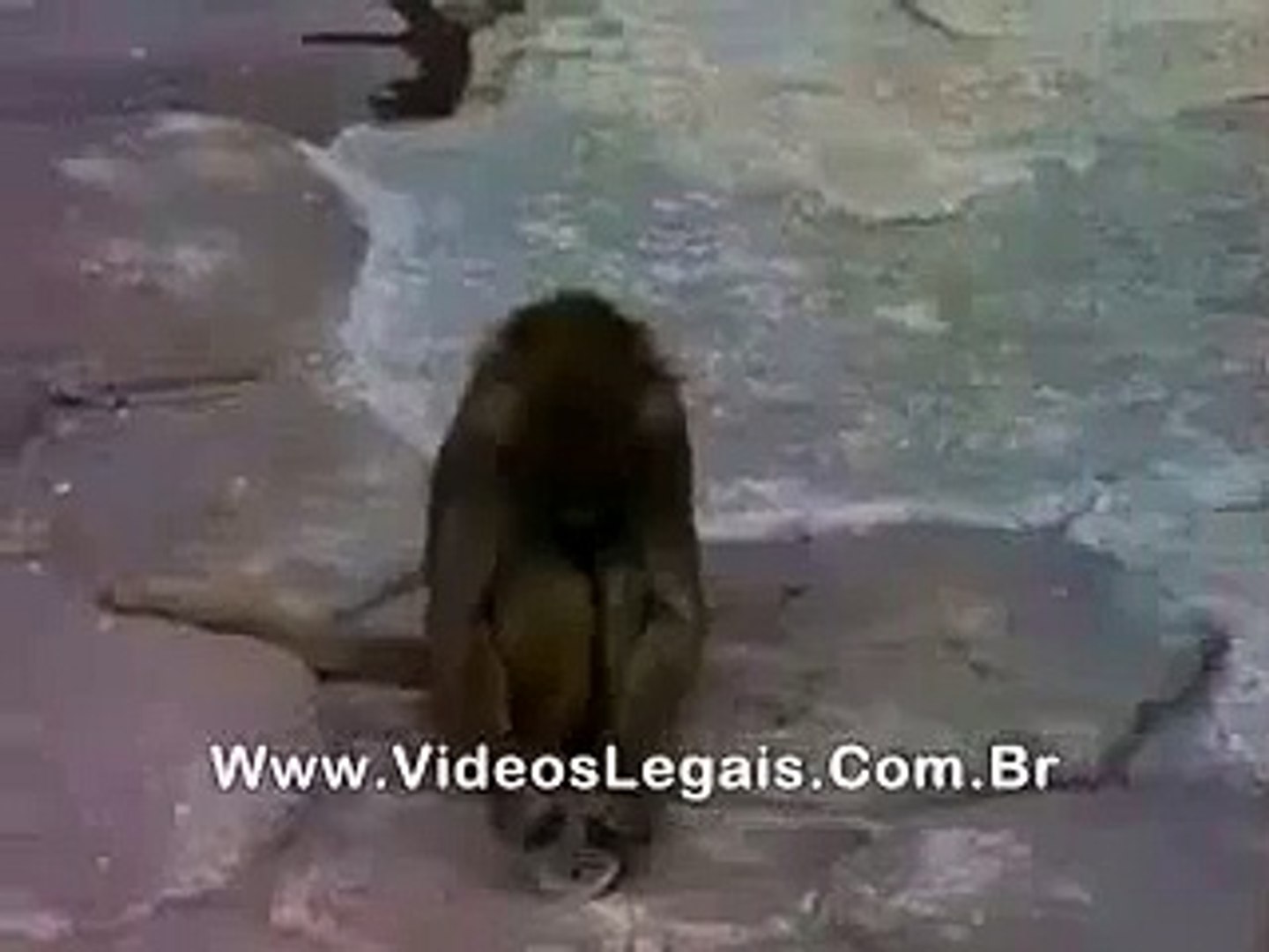 Kumpulan Lucu Funny Monkey Monyet Kaget Melihat Wajahnya Bikin