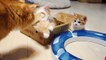 マンチカン親子の母の愛~ A cat mom hugs her kittens (munchkin) ~