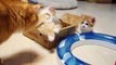 マンチカン親子の母の愛~ A cat mom hugs her kittens (munchkin) ~
