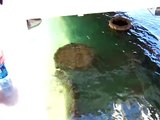 Pearl Harbor USS Arizona Sunken Ship