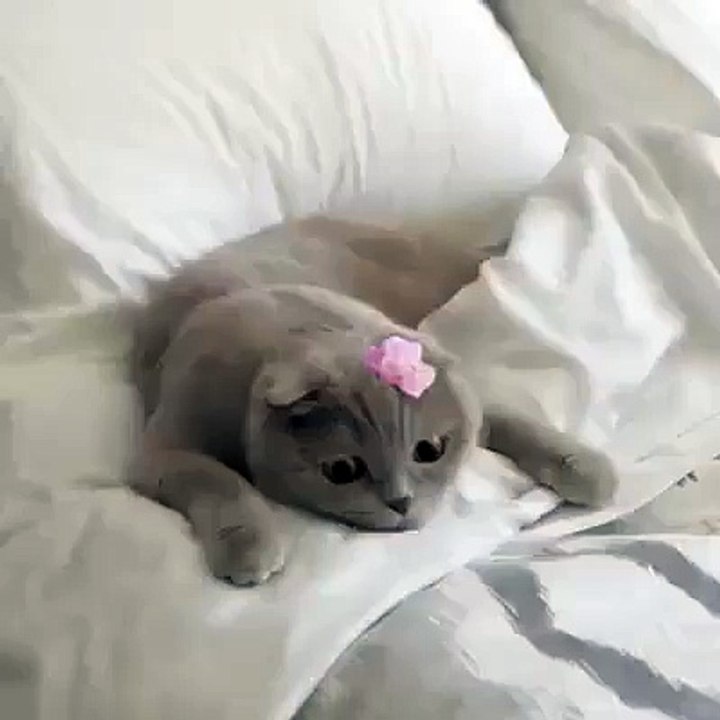 Dancing cat