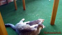Cats Playing With Kittens Compilation 2014 [NEW]