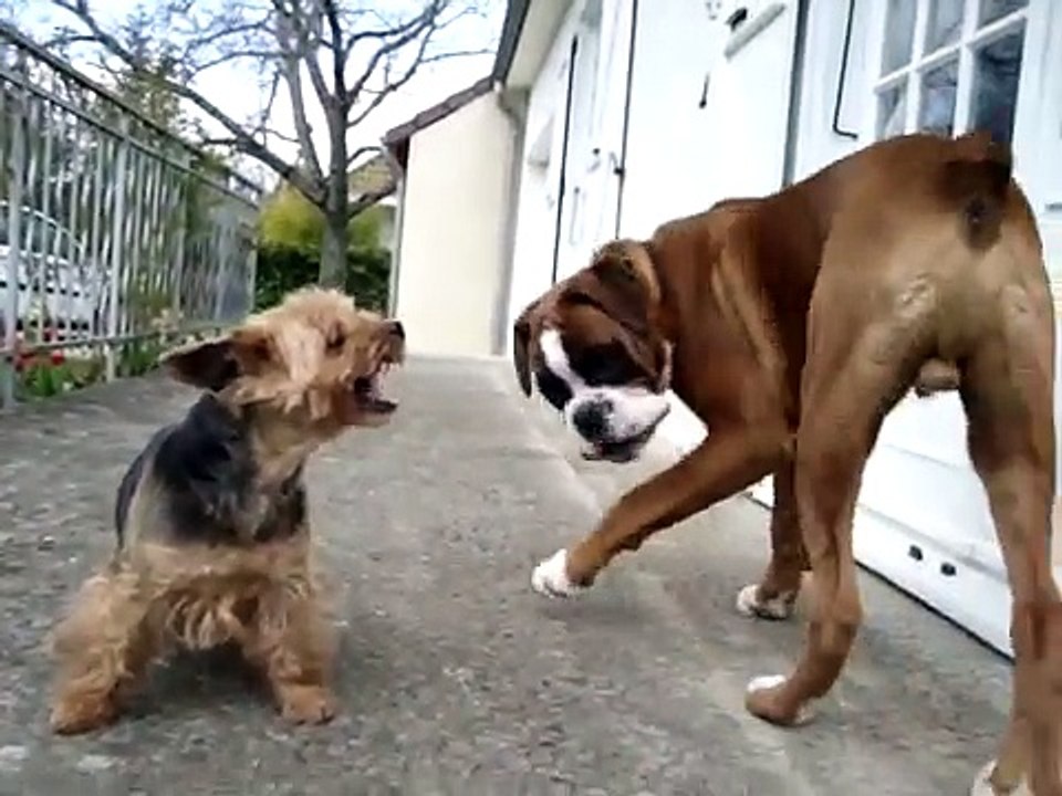 Chien boxer vs Yorkshire