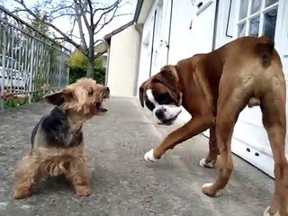 Chien boxer vs Yorkshire