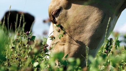 Martin Ott erklärt: So verstehst du das Verhalten von Kühen 🐄