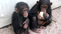 Illegal Chimpanzee Baby Pets