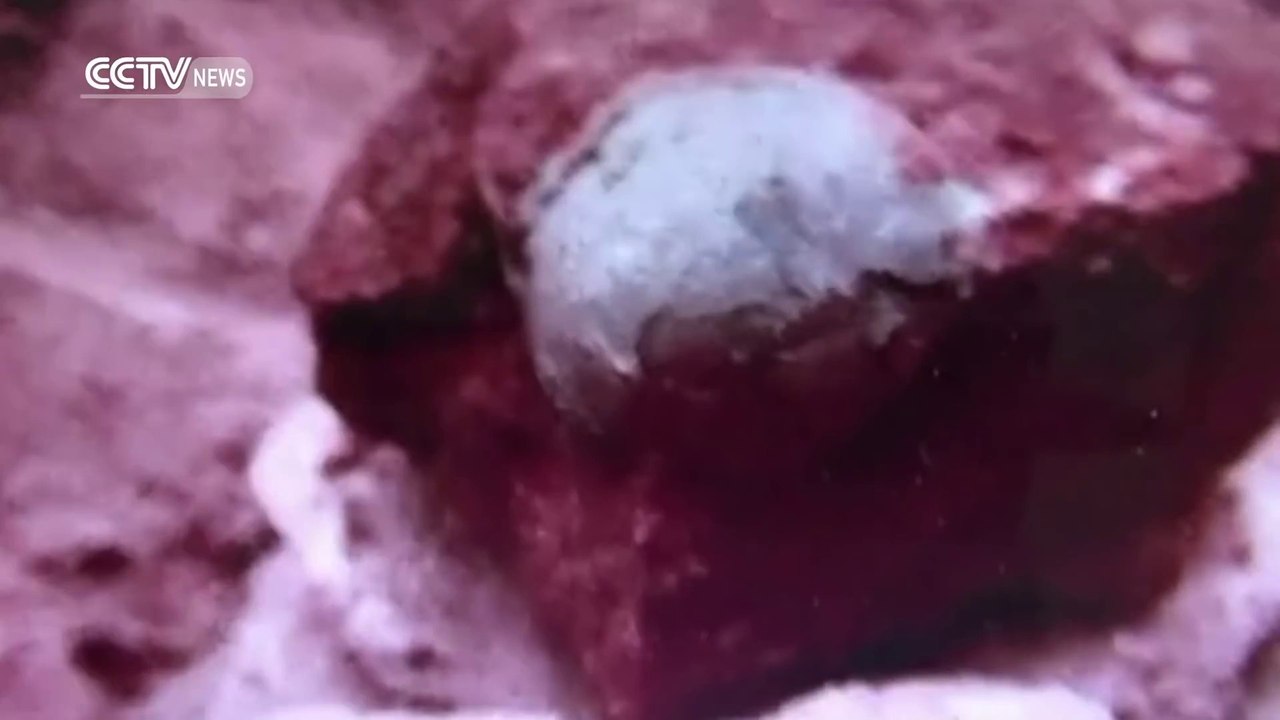 Dozens Of Dinosaur Eggs Discovered In China