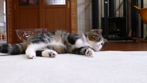 Cute cat playing in super slow motion