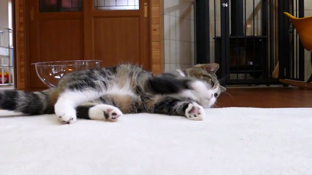 Un chat joue en super slow motion!