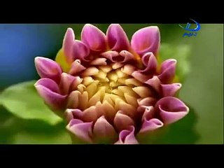 نسيـــــم - عبد السلام الحسني
