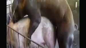 Animales Apareamiento entre ellos. CALIENTE CALIENTE ¡QuéAnimalada!