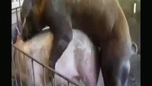Animales Apareamiento entre ellos. CALIENTE CALIENTE ¡QuéAnimalada!