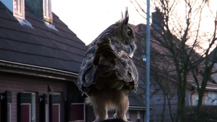 An eagle owl landing on a head