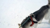 Ski-chien 67: Saskia, Husky sibérien en pleine course dans la neige