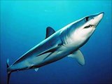 Top 10 Tiburones mas Peligrosos y Agresivos
