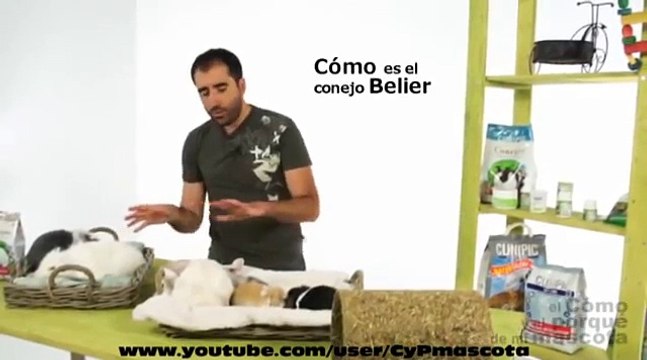Los conejos Belier