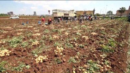 Çukurova'da Patates Hasadı Başladı