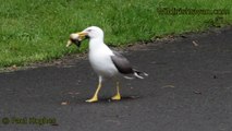 Seagull Swallows Baby Duck... NOT FOR SENSITIVE VIEWERS!
