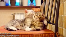 Top 20 Kittens and Cats Hugs