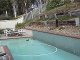 Baby Mallard Ducks in my Swimming Pool