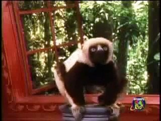 Zoboomafoo Cap. "Cachorros" (1/3)