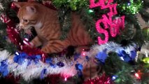 *CAT PROOF* Christmas Tree!