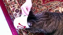 Cat Drinks Coffee [2]