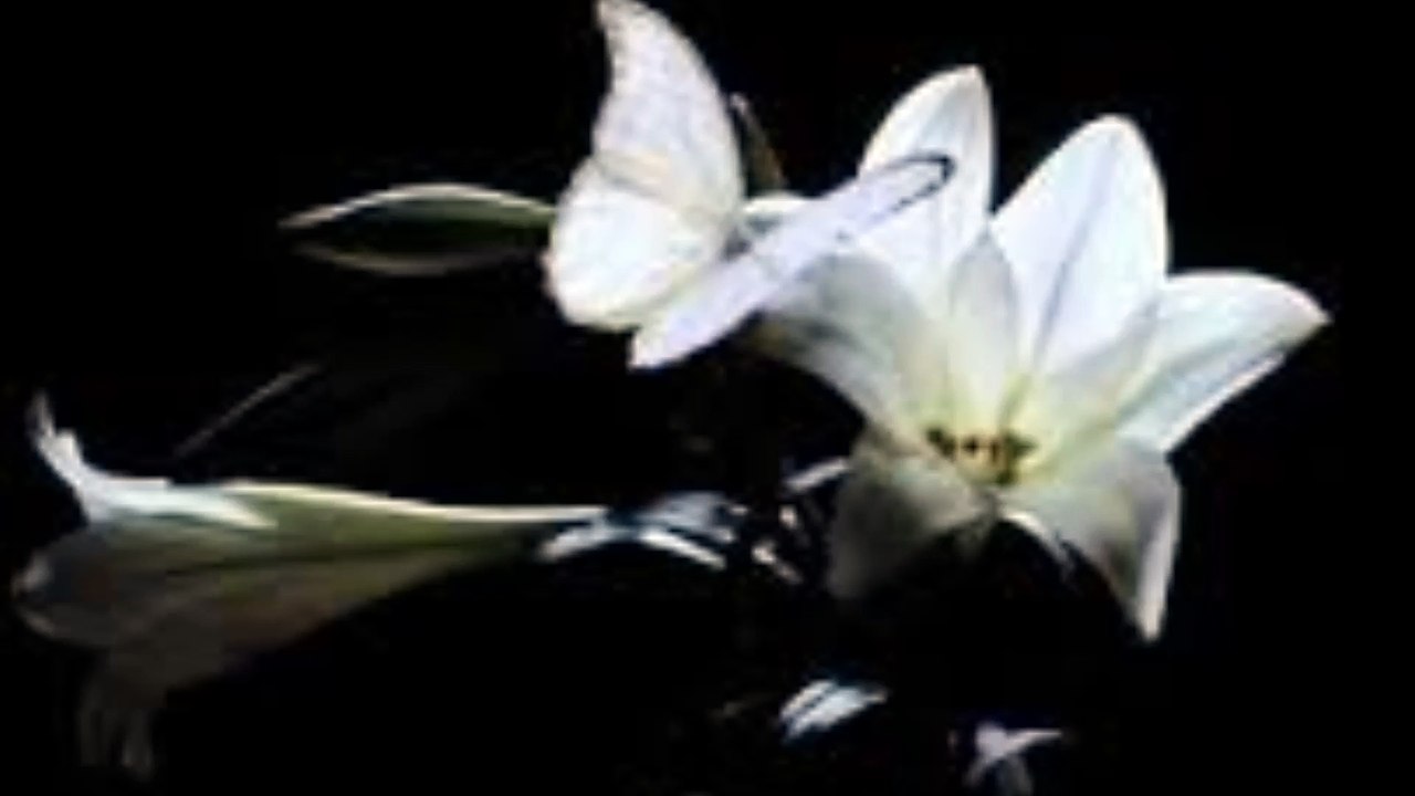 Harvest Rain - My Butterfly