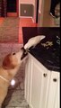 Friendly Parrot Gives Dog Noodles ! - Умный Попугай Кормит Собаку !