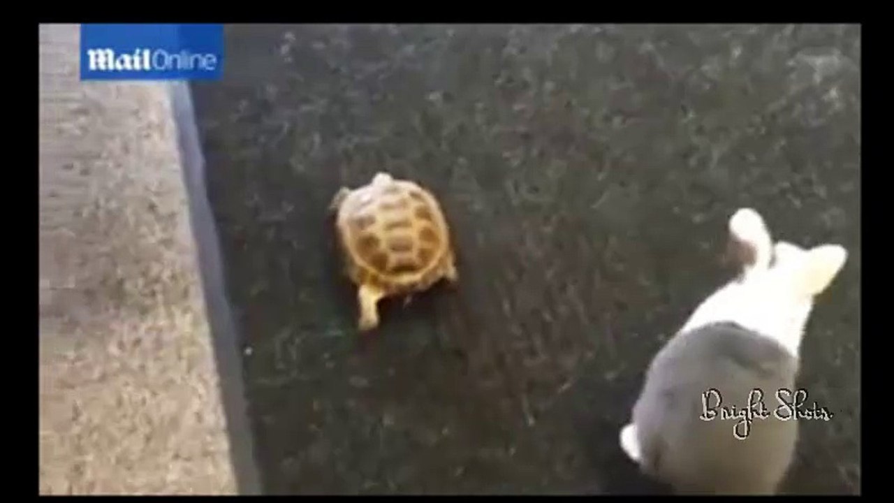 Real_life_race_between_tortoise_and_rabbit - BrightShots