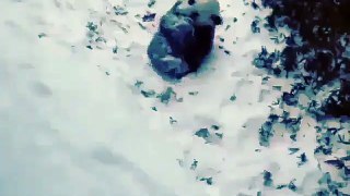 Cute Panda Plays in Snow ! - Панда Покатилась по Снегу ! - Мило !