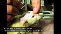 Vivisection: Crime Against All Life