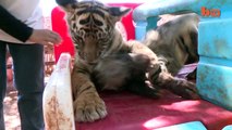 Baby Animals: Baby Lion, Baby Tiger  & Baby Hyena Cub Animal Cuteness!