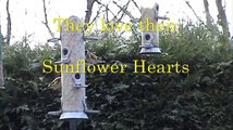 British Garden Birds Feeding