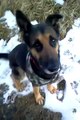 Funny Things _ Funny Videos _ Dumb Dog Tricks?syndication=228326