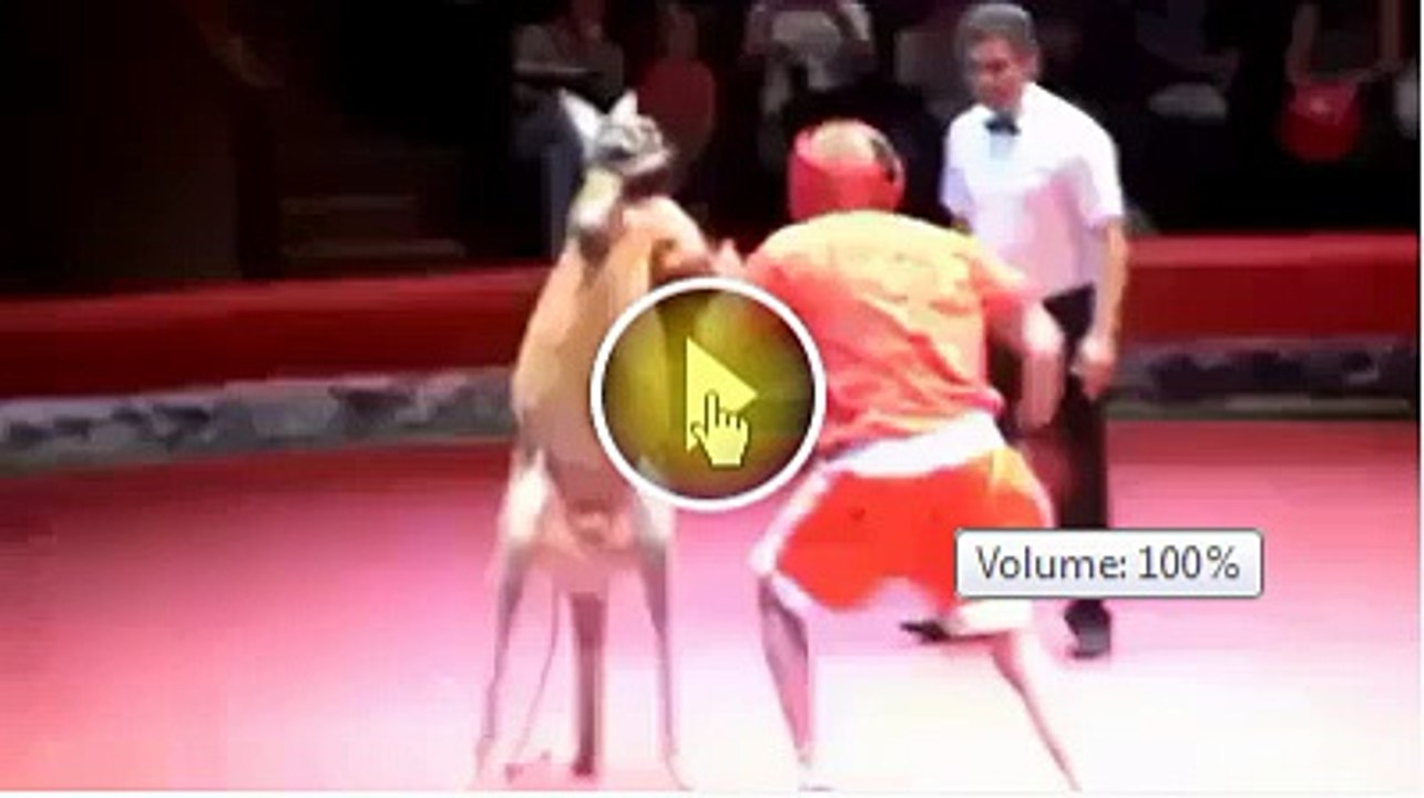 Combat boxe: Kangourou vs Homme